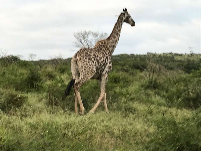 Illustration for article titled Greetings from South Africa - First Safaris